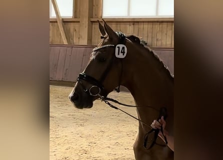 Bavarian Warmblood, Mare, 6 years, 16.1 hh, Chestnut-Red