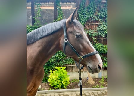 Bavarian Warmblood, Mare, 8 years, 16.1 hh, Brown