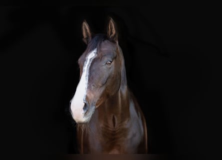 Bavarian Warmblood, Mare, 9 years, 16,1 hh, Bay-Dark