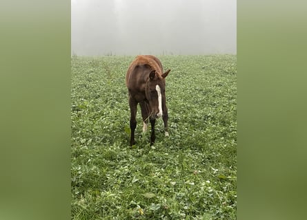 Bavarian Warmblood, Mare, Foal (05/2025), 16,2 hh, Chestnut