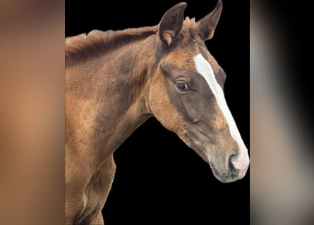 Bavarian Warmblood, Mare, Foal (05/2025), 16,2 hh, Chestnut