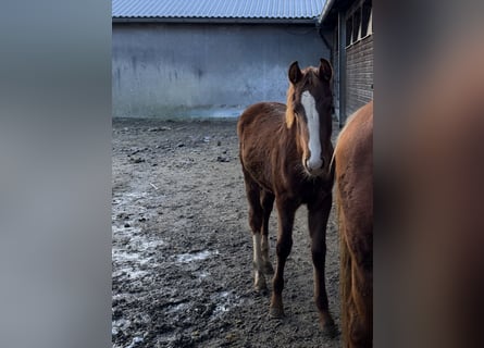 Bavarian Warmblood, Mare, Foal (04/2025), 16,2 hh, Chestnut