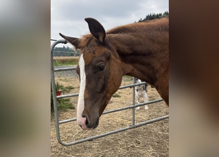 Bavarian Warmblood, Mare, Foal (05/2025), 16,2 hh, Chestnut