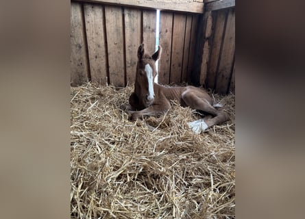 Bavarian Warmblood, Mare, , 16,2 hh, Chestnut-Red