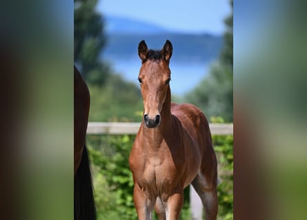 Bavarian Warmblood, Stallion, 1 year, 16,2 hh, Brown