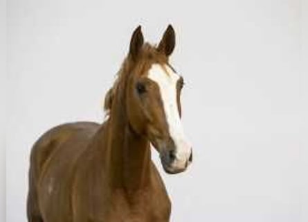 Bavarian Warmblood, Stallion, 2 years, 16,2 hh, Chestnut-Red