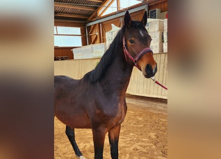 Bavarian Warmblood, Stallion, 4 years, 15,2 hh, Brown