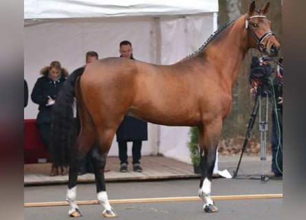 Bavarian Warmblood, Stallion, 8 years, 17 hh, Brown