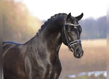 Bavarian Warmblood, Stallion, 15 years, 16.1 hh, Black