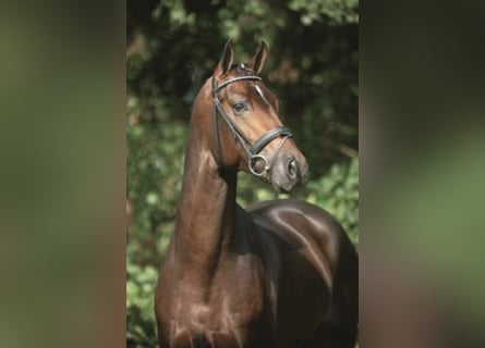 Bavarian Warmblood, Stallion, 21 years, 16.2 hh, Brown