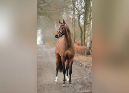 Bavarian Warmblood, Stallion, 14 years, 16.2 hh, Brown