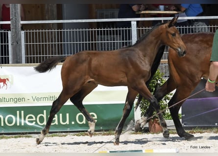 Bavarian Warmblood, Stallion, Foal (05/2023), Brown
