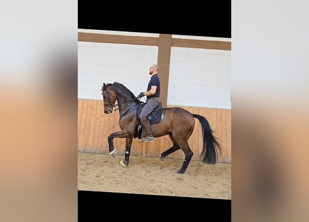 Bávaro, Caballo castrado, 11 años, 170 cm, Castaño
