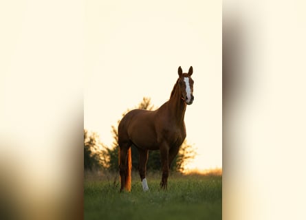 Bávaro, Caballo castrado, 18 años, 172 cm, Alazán-tostado