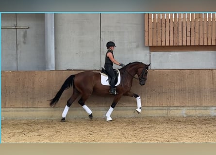 Bávaro, Caballo castrado, 3 años, 171 cm, Castaño