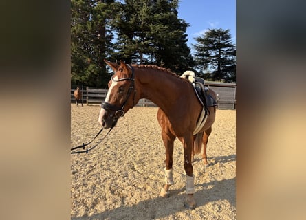 Bávaro, Caballo castrado, 4 años, 164 cm, Alazán