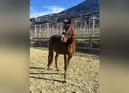 Bávaro, Caballo castrado, 4 años, 164 cm, Alazán
