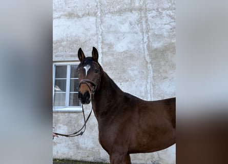 Bávaro, Caballo castrado, 5 años, 168 cm, Castaño