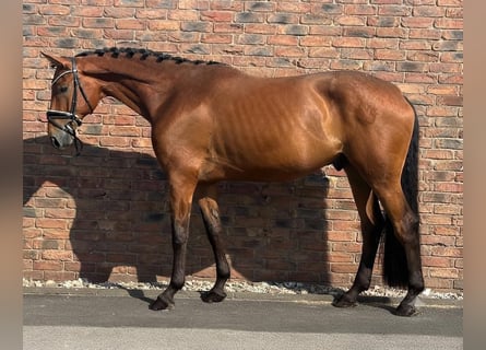 Bávaro, Caballo castrado, 5 años, 172 cm, Castaño