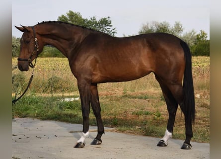 Bávaro, Yegua, 3 años, 166 cm, Castaño