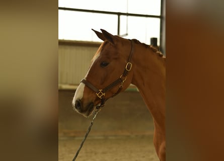 Bavarois, Hongre, 11 Ans, 165 cm, Alezan