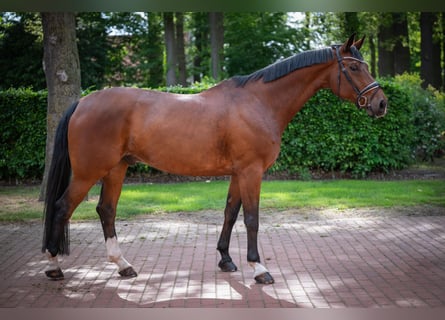 Bavarois, Hongre, 13 Ans, 174 cm, Bai