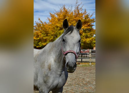 Bavarois, Hongre, 13 Ans, 179 cm, Gris