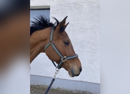 Bavarois, Hongre, 7 Ans, 169 cm, Bai