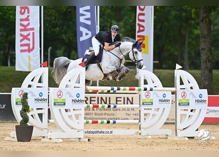 Bavarois, Jument, 12 Ans, 172 cm, Gris