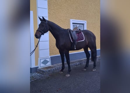 Bavarois, Jument, 14 Ans, 169 cm, Noir