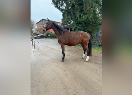 Bavarois, Jument, 15 Ans, 167 cm, Bai