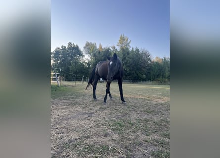 Bavarois, Jument, 25 Ans, 165 cm, Bai brun