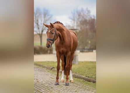 Bavarois, Jument, 5 Ans, 166 cm, Alezan brûlé