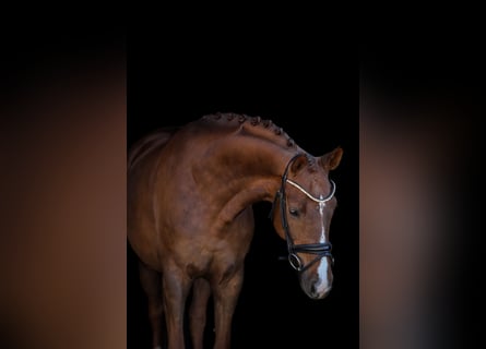 Bavarois, Jument, 6 Ans, 167 cm, Alezan brûlé