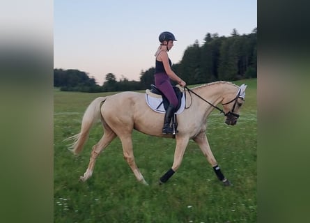 Bavarois, Jument, 6 Ans, 170 cm, Palomino