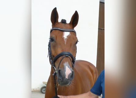 Bawarski koń gorącokrwisty, Klacz, 10 lat, 170 cm, Gniada