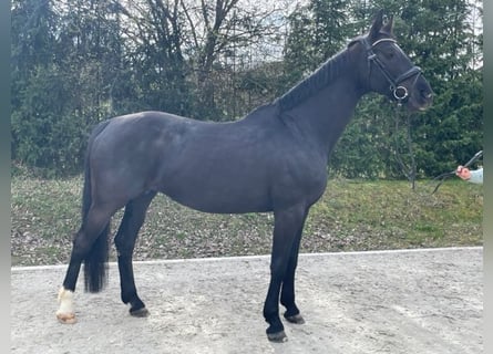 Bawarski koń gorącokrwisty, Klacz, 13 lat, 173 cm, Kara