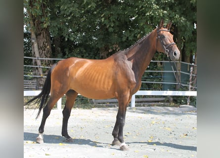 Bawarski koń gorącokrwisty, Klacz, 14 lat, 170 cm, Gniada