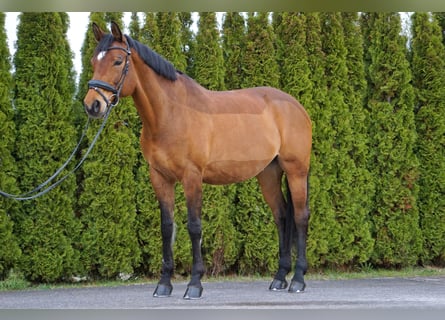 Bawarski koń gorącokrwisty, Klacz, 15 lat, 164 cm, Gniada