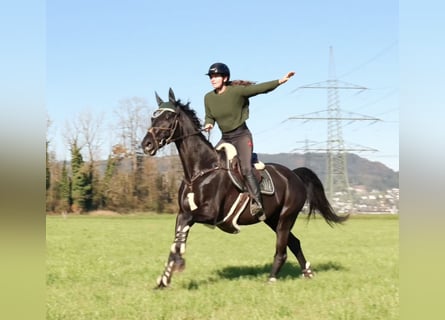 Bawarski koń gorącokrwisty, Klacz, 15 lat, 166 cm, Kara