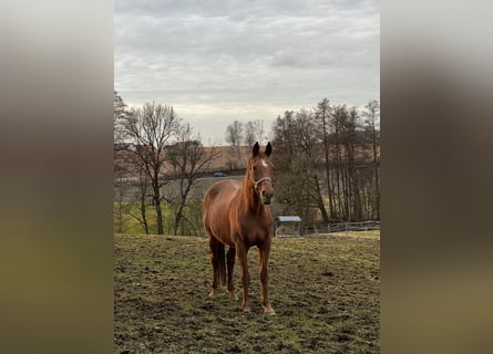 Bawarski koń gorącokrwisty, Klacz, 20 lat, 166 cm, Kasztanowata