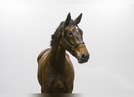 Bawarski koń gorącokrwisty, Klacz, 2 lat, 170 cm, Ciemnogniada