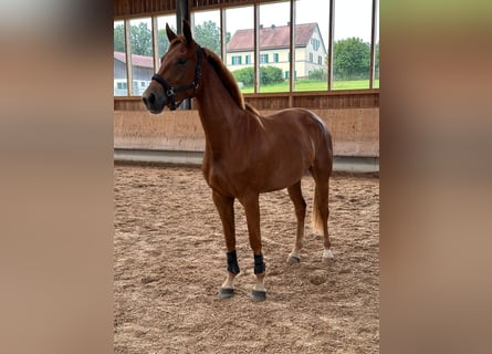 Bawarski koń gorącokrwisty, Klacz, 3 lat, 165 cm, Kasztanowata