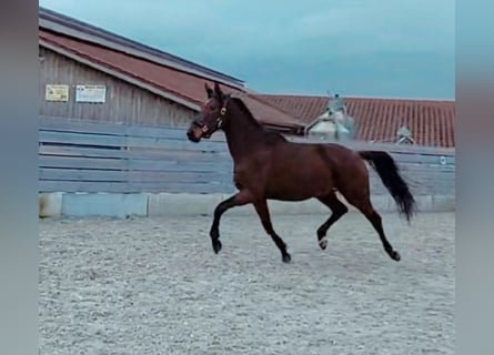 Bawarski koń gorącokrwisty, Klacz, 4 lat, 174 cm, Gniada