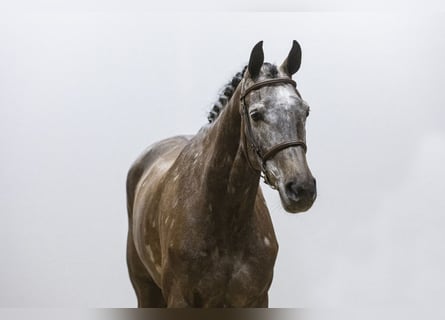 Bawarski koń gorącokrwisty, Klacz, 5 lat, 165 cm, Siwa
