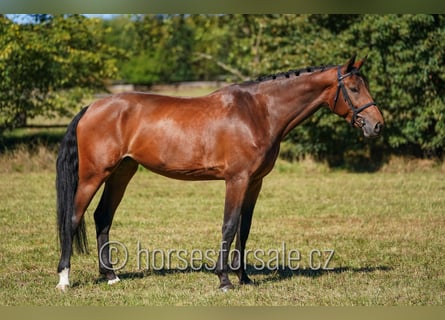 Bawarski koń gorącokrwisty, Klacz, 7 lat, 175 cm, Gniada