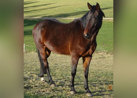 Bawarski koń gorącokrwisty, Klacz, 8 lat, 169 cm, Gniada