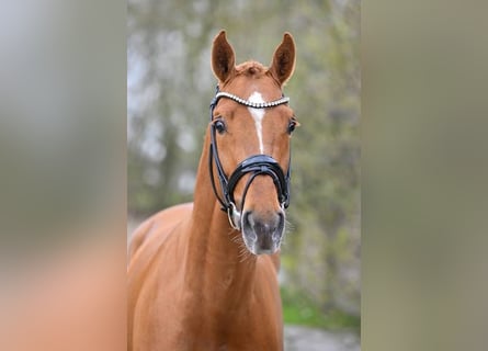 Bawarski koń gorącokrwisty, Ogier, 3 lat, 169 cm, Ciemnokasztanowata