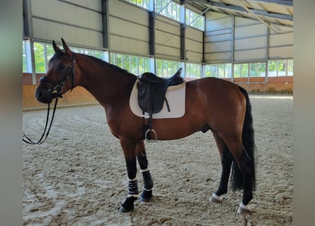 Bawarski koń gorącokrwisty, Ogier, 6 lat, 168 cm, Gniada