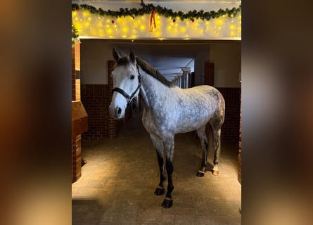 Bawarski koń gorącokrwisty, Wałach, 6 lat, 165 cm, Siwa